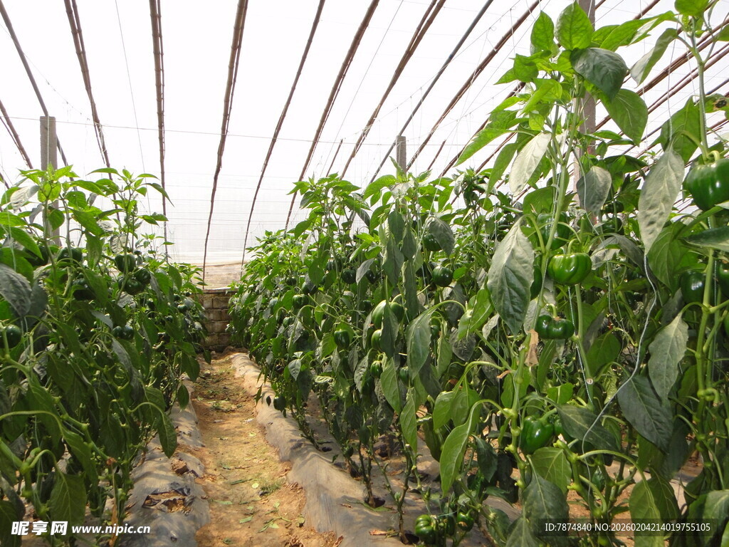 温室中繁茂的辣椒植株