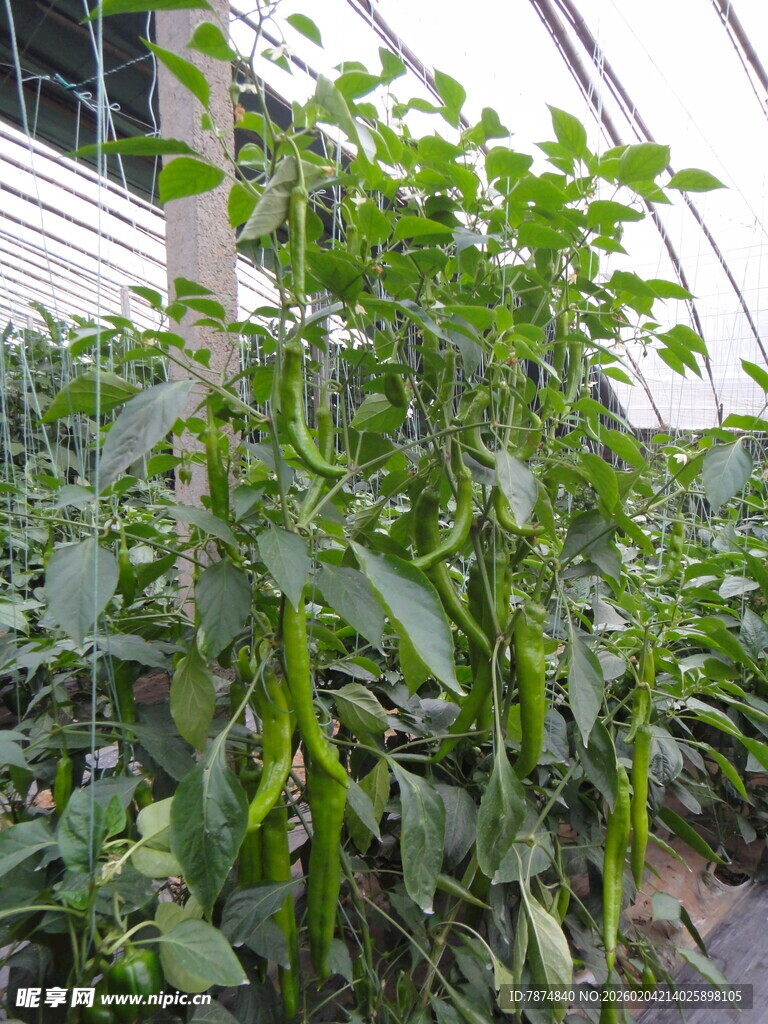 温室中的辣椒植株