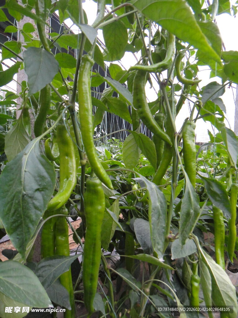 田间生长的翠绿尖椒