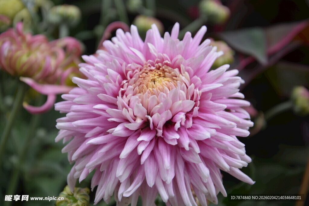 粉色大丽花特写