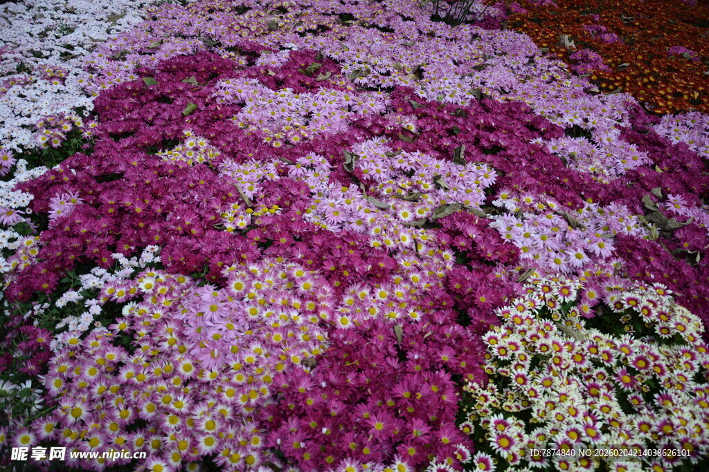 多彩菊花绽放