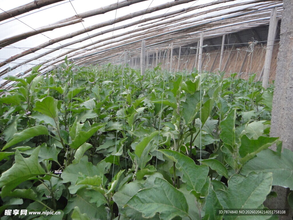 温室中的茂盛绿色蔬菜