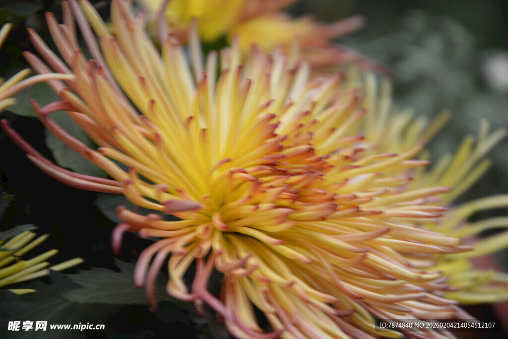 绚丽多彩的丝状菊花