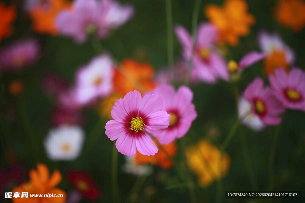 多彩花卉绽放美丽瞬间