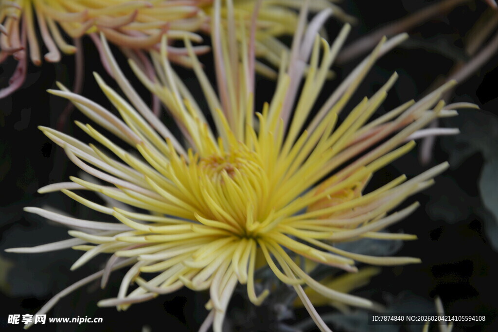 黄色丝状菊花特写