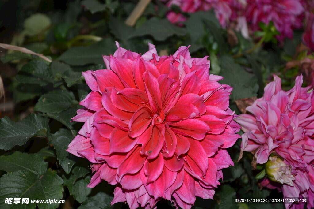 娇艳大丽花绽放