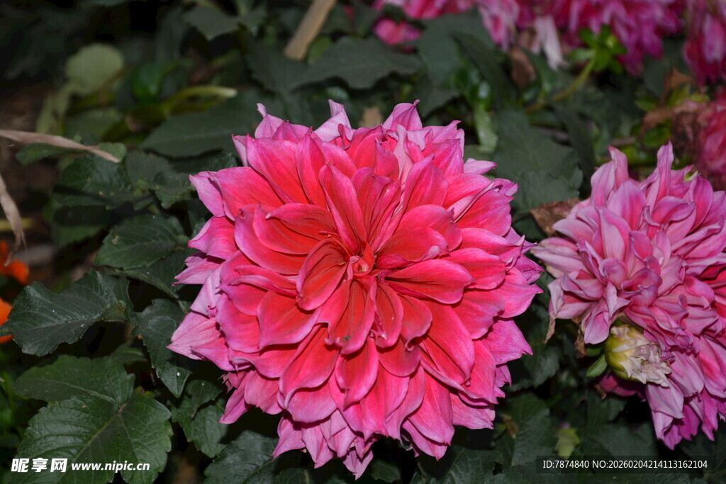 娇艳粉色大丽花绽放