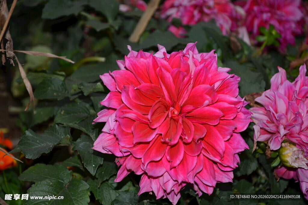 娇艳大丽花绽放