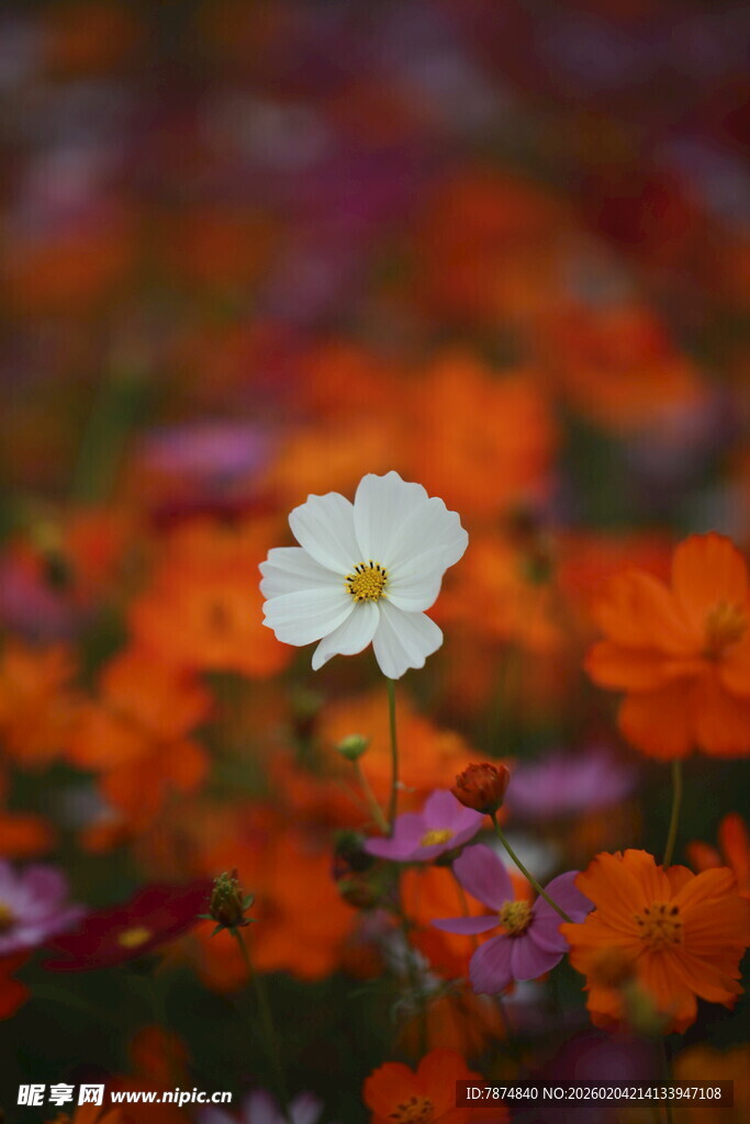 花丛中绽放的白色小花