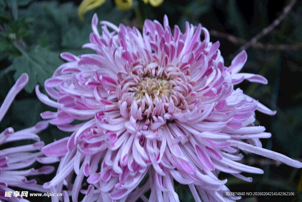 粉紫色菊花特写