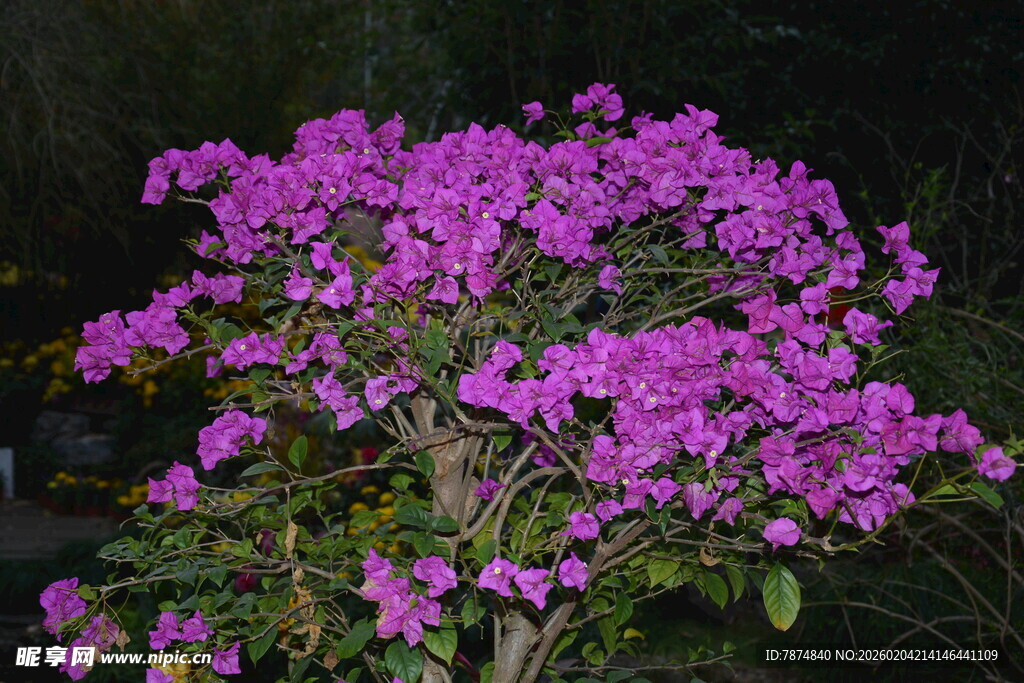 盛开的紫色杜鹃花
