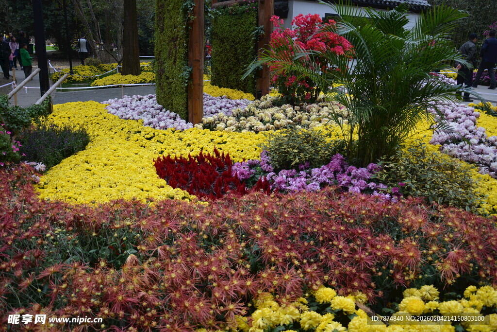 多彩花卉装点美丽花园