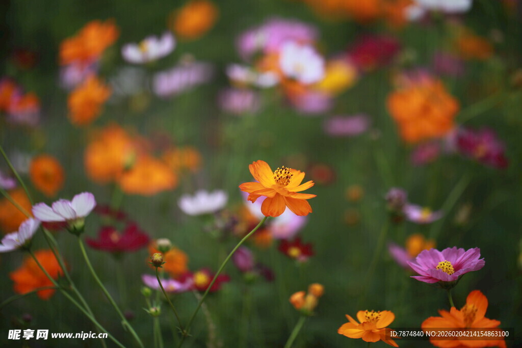 多彩野花绽放于绿野