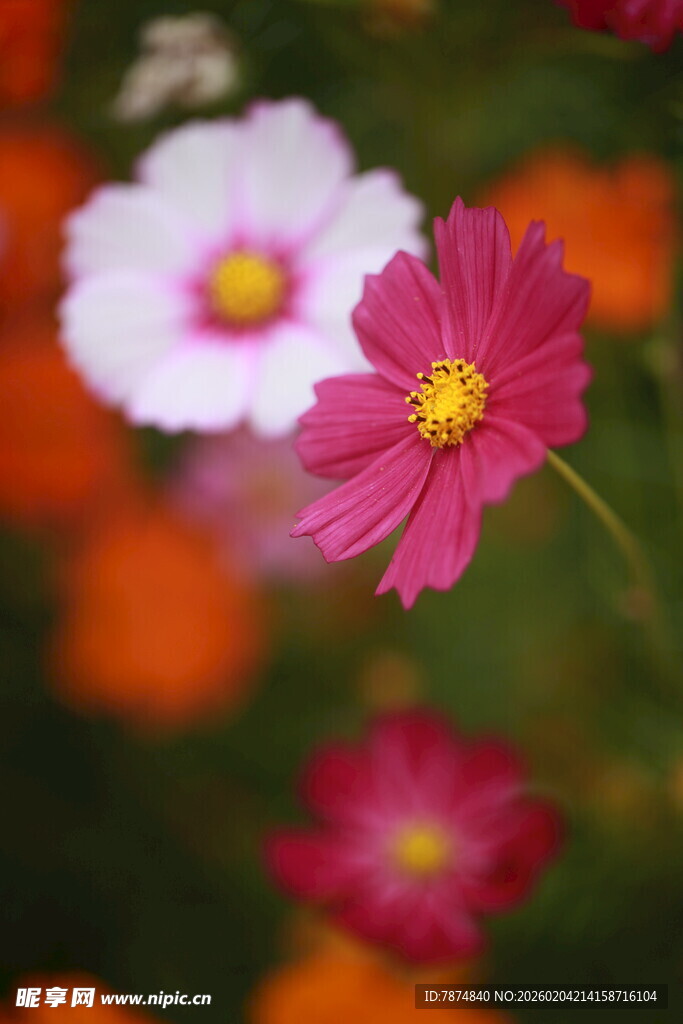 娇艳波斯菊绽放于花丛中