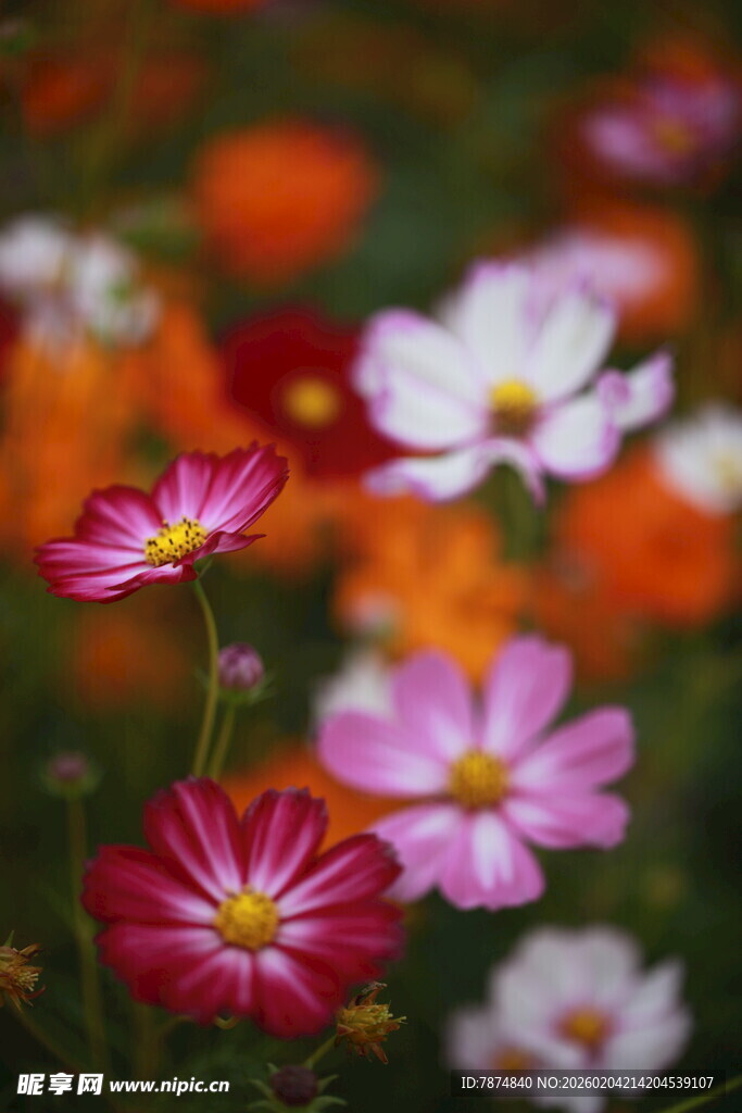 多彩格桑花绽放