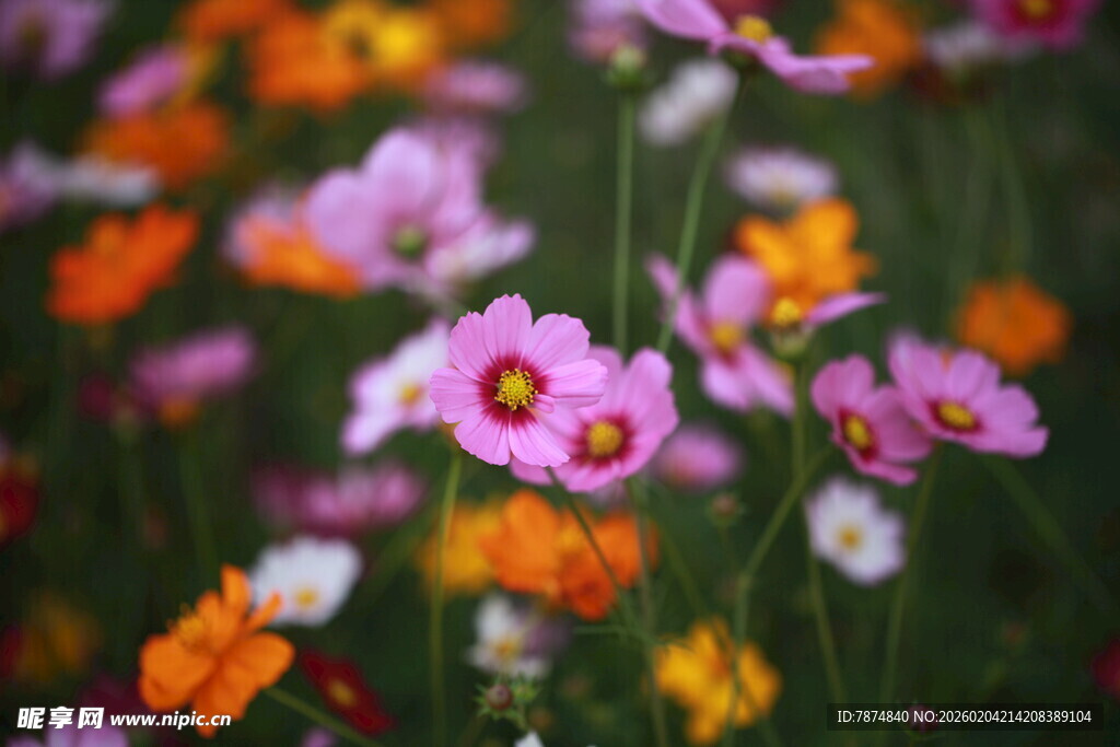 缤纷花海中的多彩小花