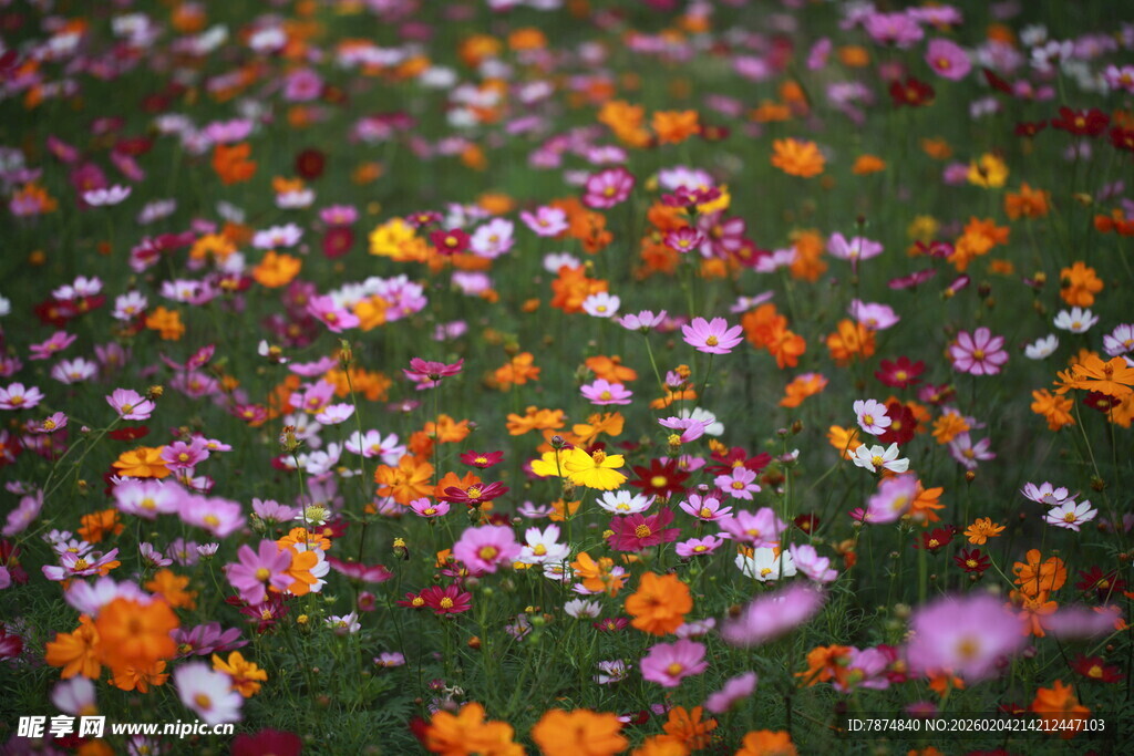 缤纷落花铺满翠绿草地