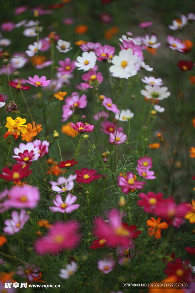 缤纷野花铺满翠绿草地