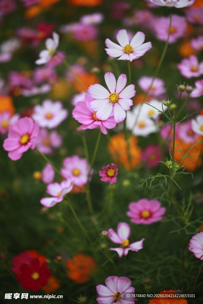 缤纷多彩的烂漫花卉世界
