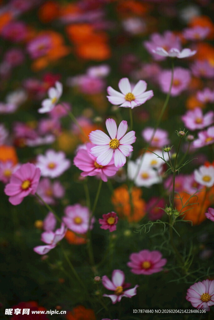 缤纷格桑花绽放的美景