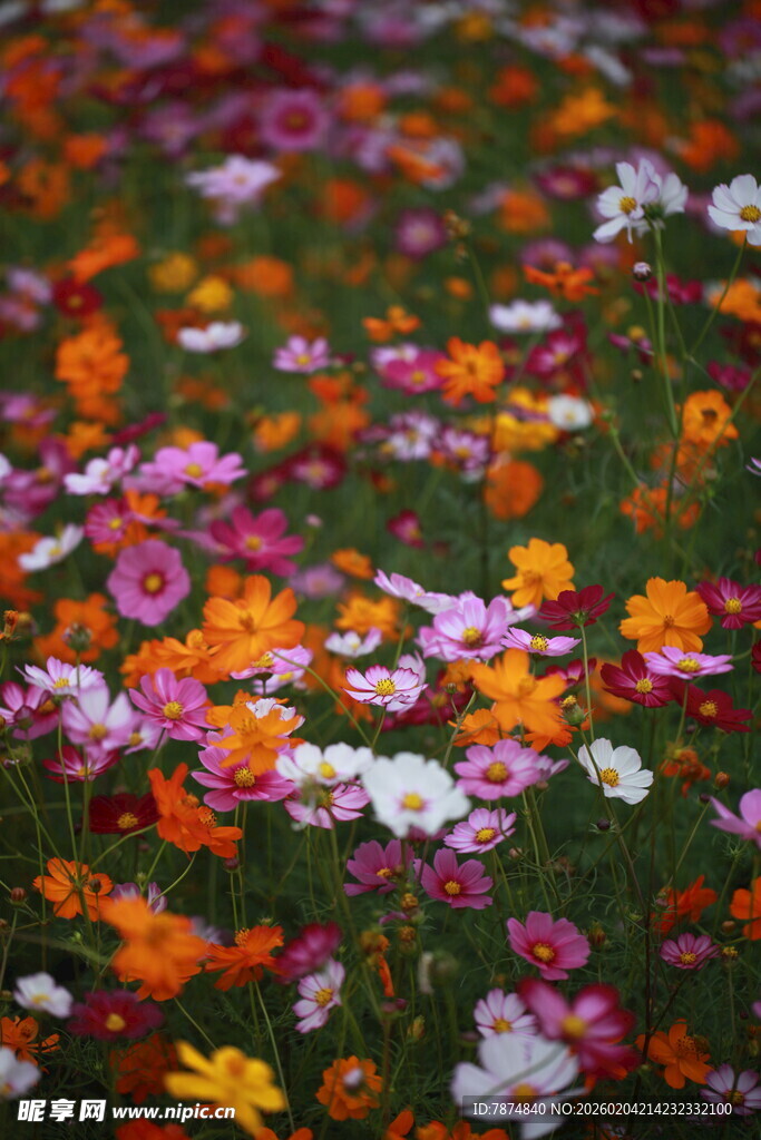 缤纷花海绽放美丽瞬间