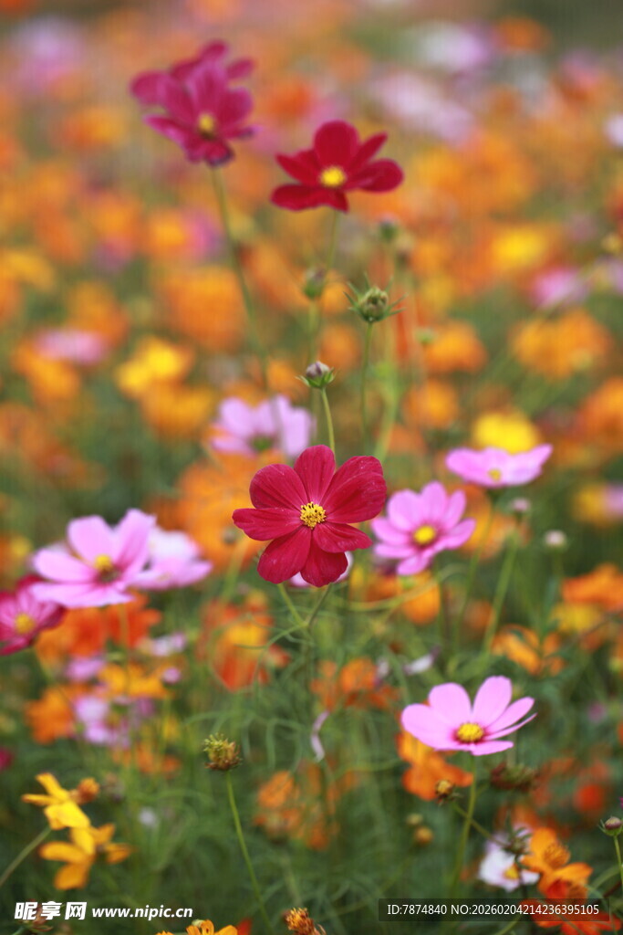 缤纷格桑花绽放的美景