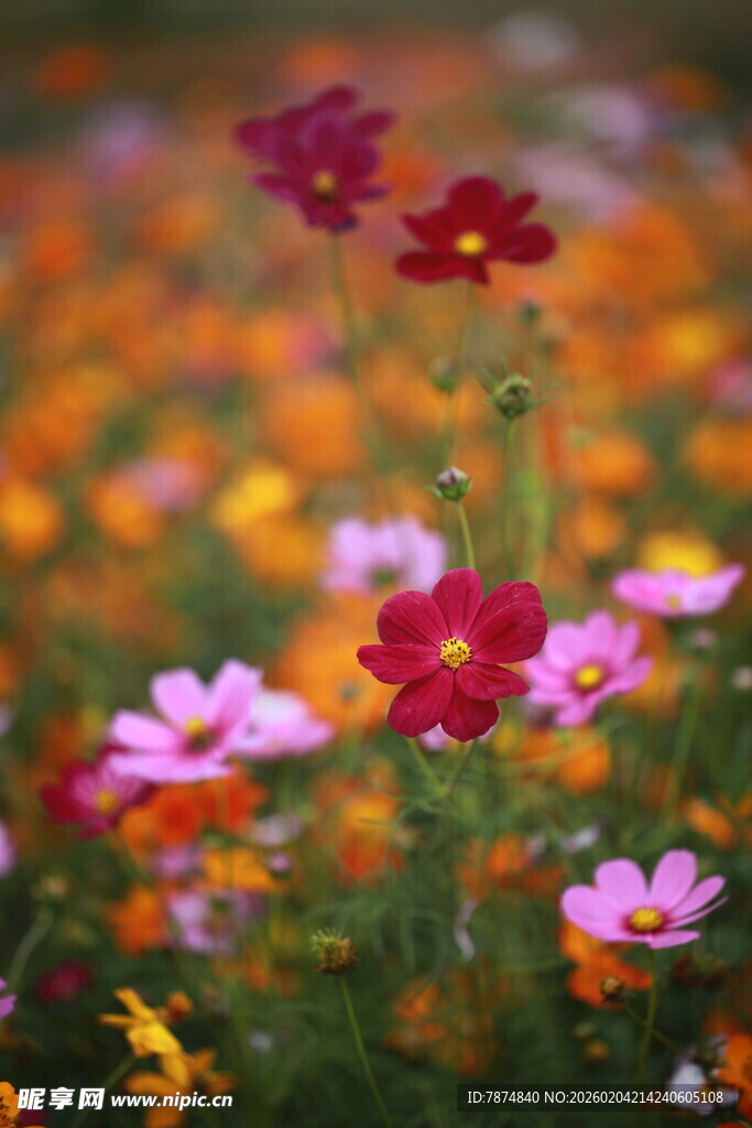 缤纷格桑花绽放的美景
