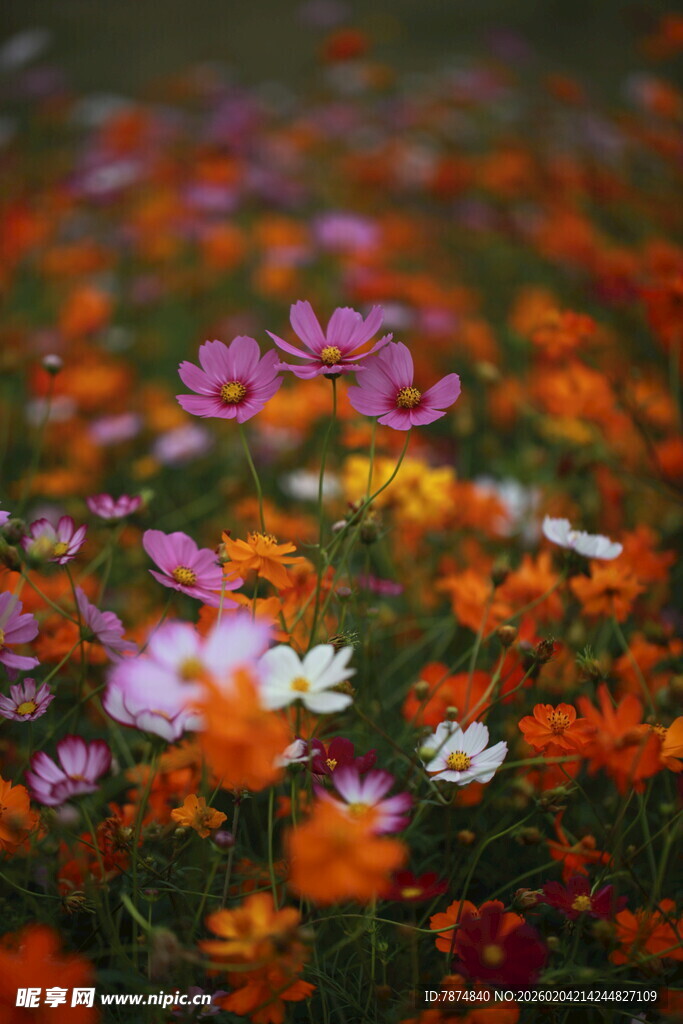 多彩野花绽放的美丽图景