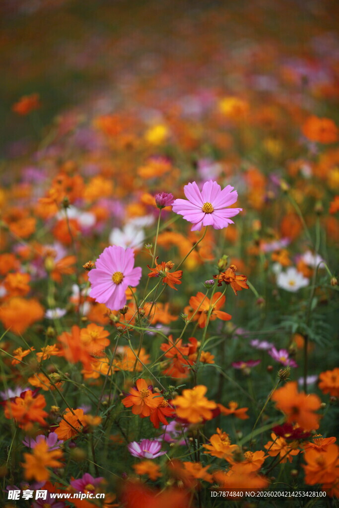 缤纷花海中的娇艳小花