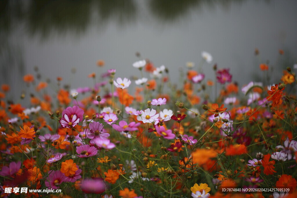 湖畔缤纷花海