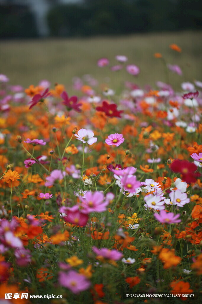 多彩格桑花绽放的花田