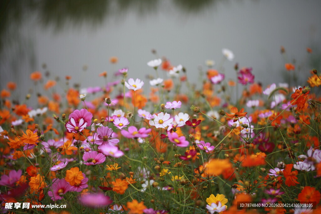 多彩花海绽放湖畔