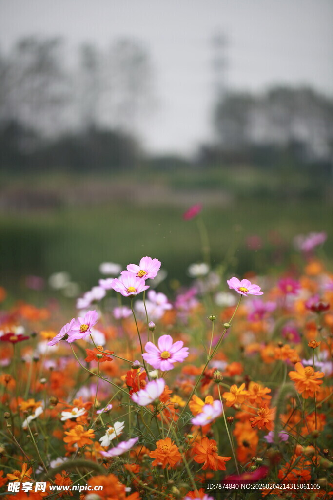 多彩格桑花田醉人心