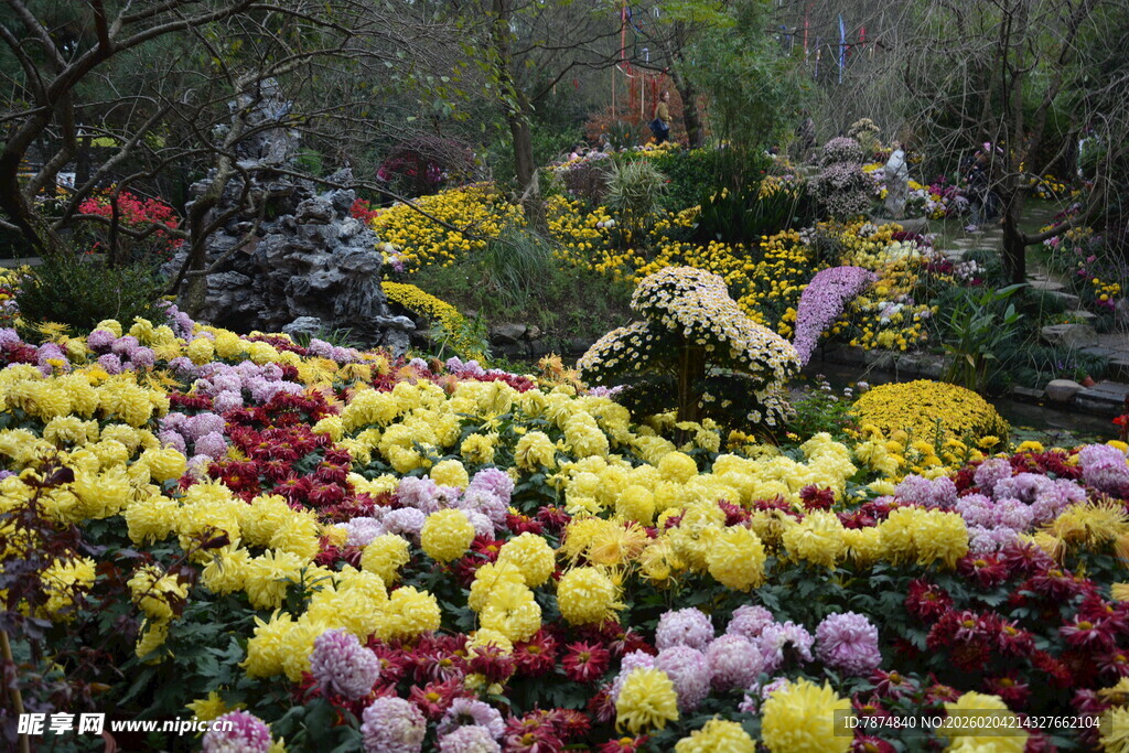 多彩菊花绽放园林