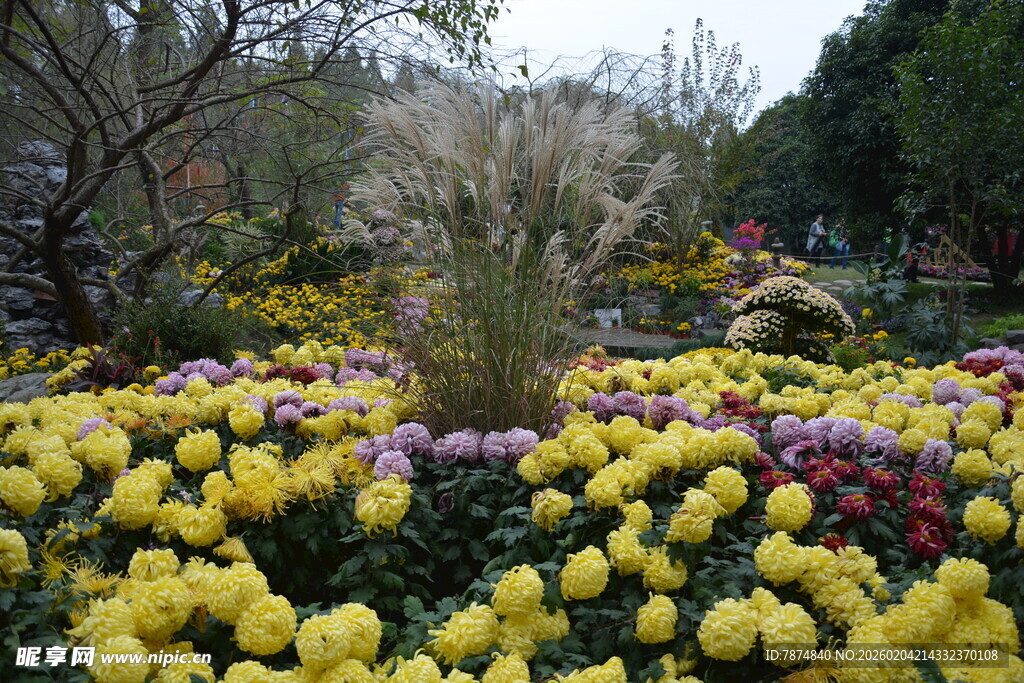 多彩菊花绽放美丽花园