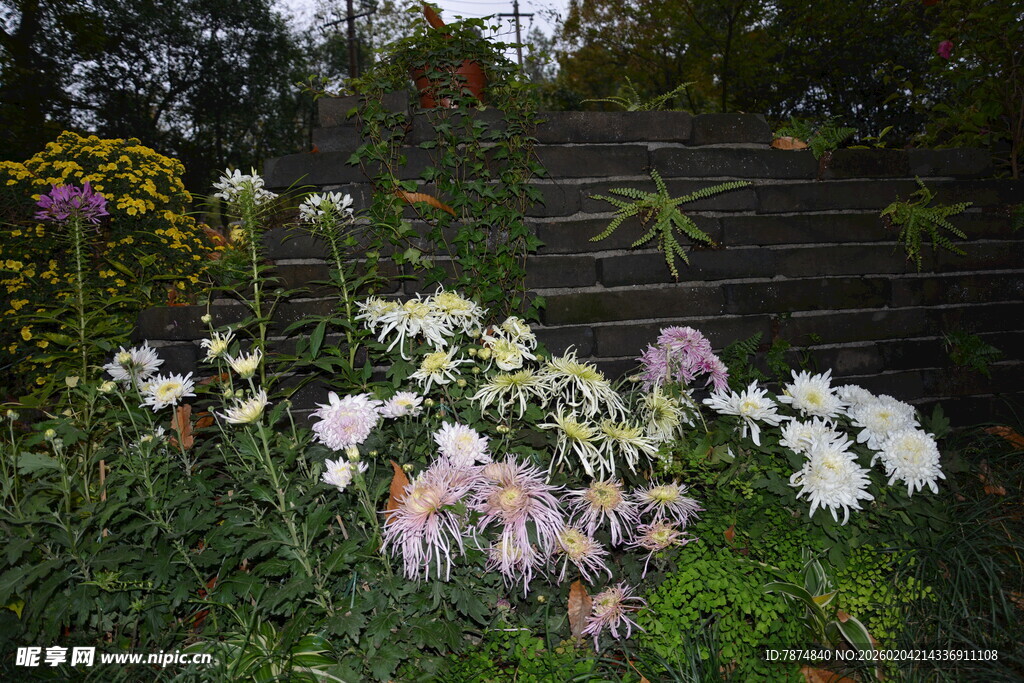 花园中的多彩花卉景观