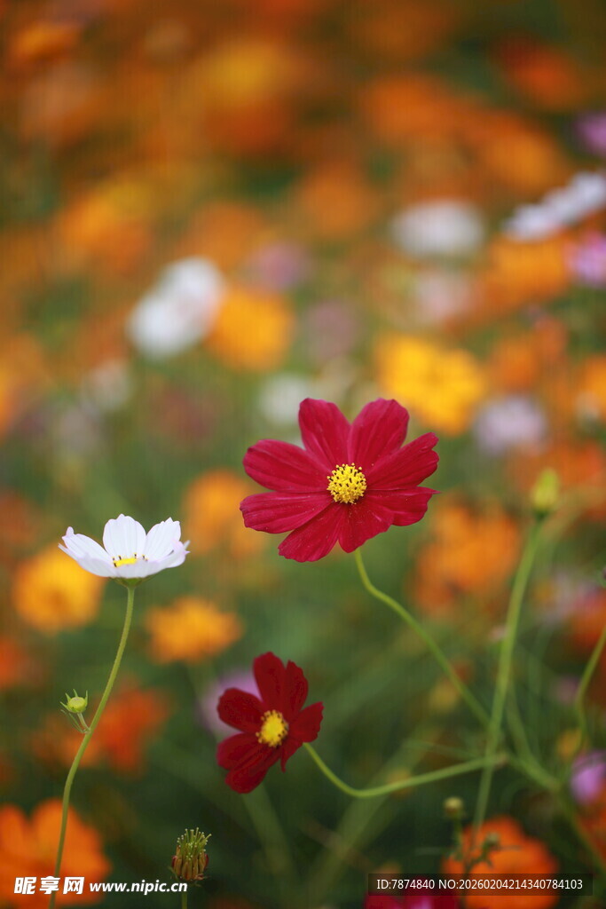 多彩格桑花绽放的美丽