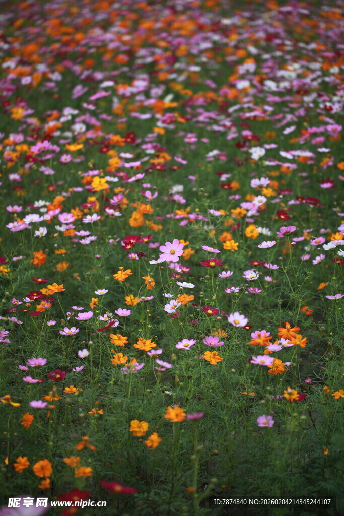 五彩斑斓的野花盛放场景
