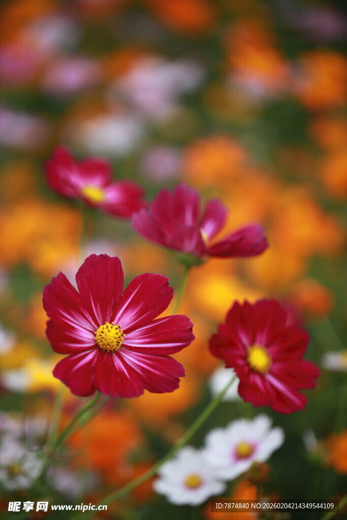 多彩波斯菊绽放美景