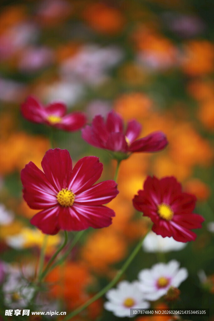 多彩波斯菊绽放美丽瞬间