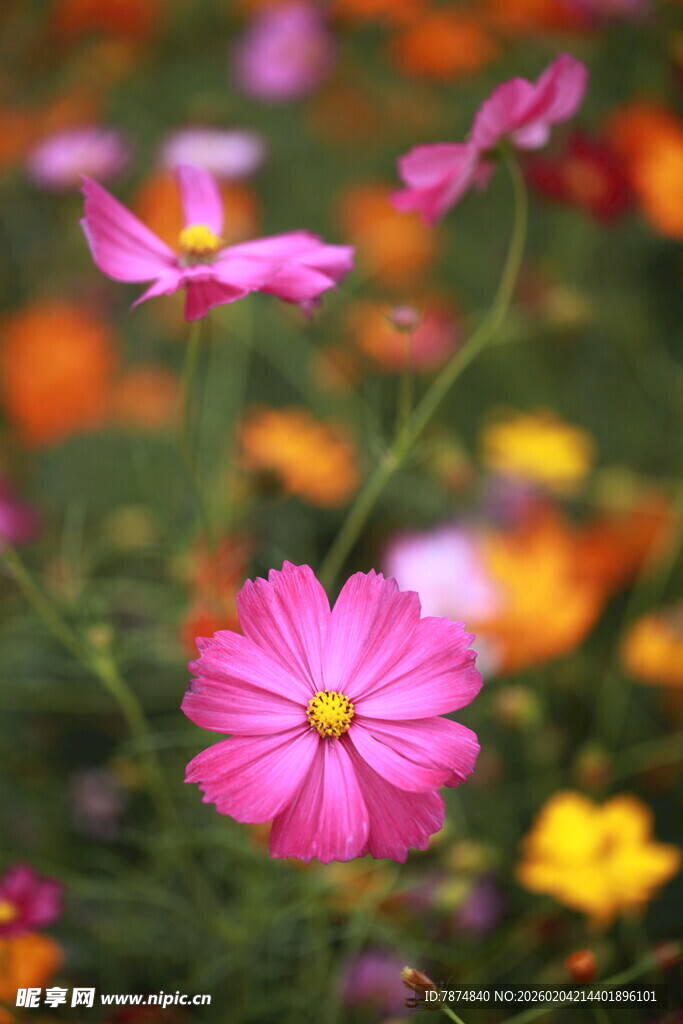 娇艳波斯菊绽放于花丛