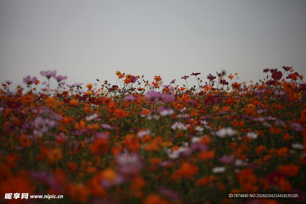 花海烂漫 绽放自然之美