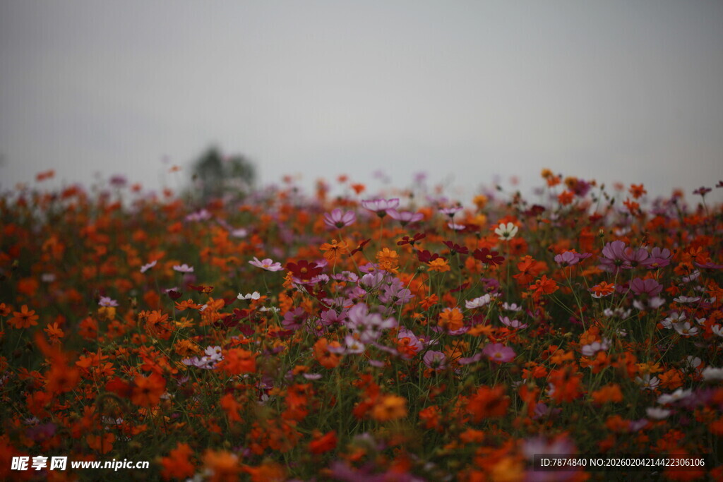 花海烂漫 色彩绚丽的景致