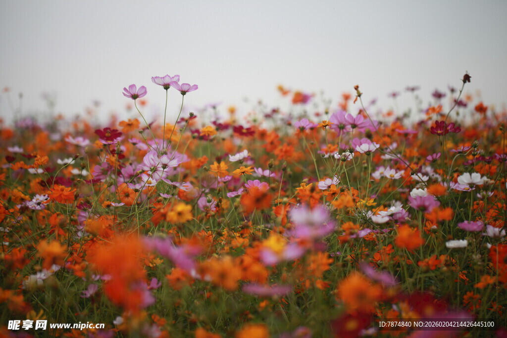 绚烂花海绽放迷人色彩