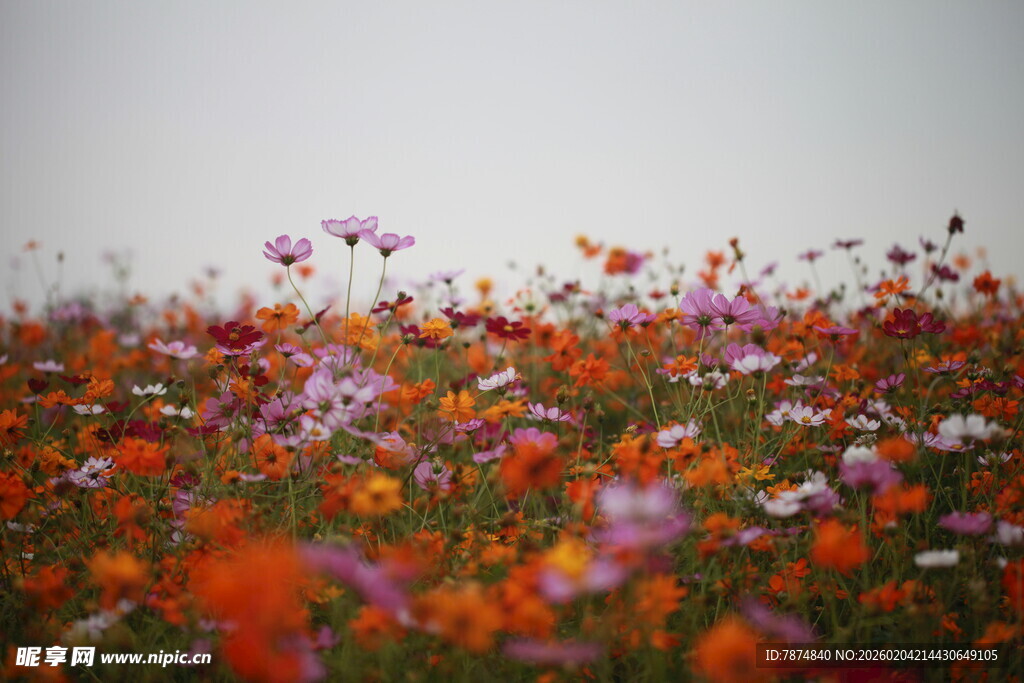 花海烂漫 多彩花卉绽放