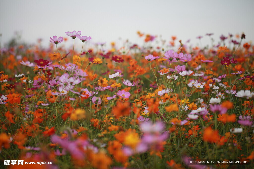 绚烂花海 绽放自然之美