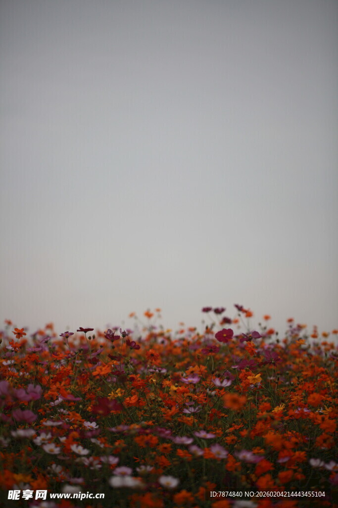 花海烂漫 绽放自然之美