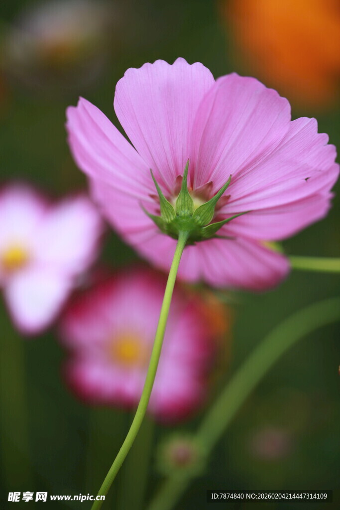 粉色波斯菊特写