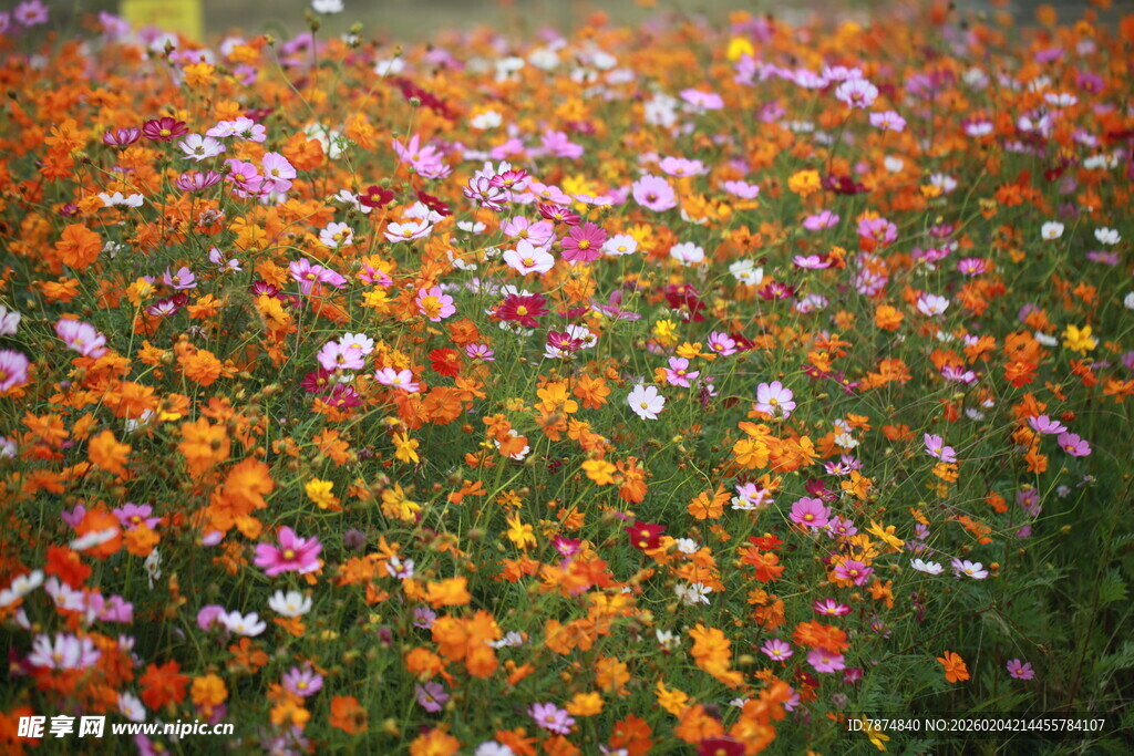 五彩斑斓的野花盛放图景