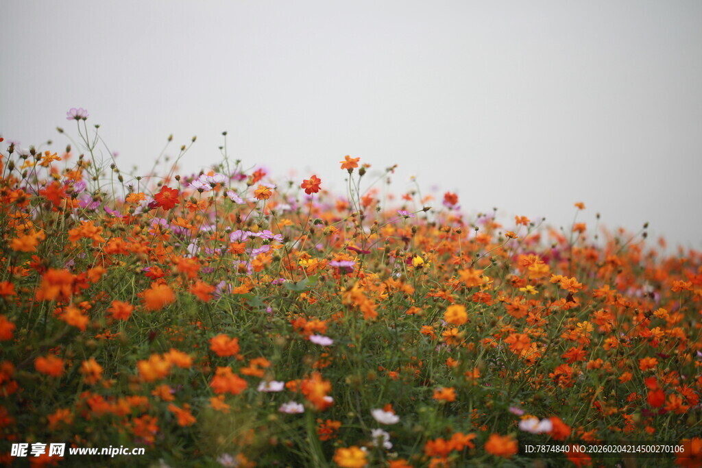 绚烂花海绽放自然之美